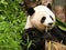 Giant panda is feeding on the bamboo, a detail of the head