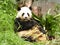 Giant panda is feeding on the bamboo, a detail of the head