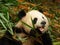 Giant panda feeding on bamboo sprigs and leaves