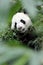 Giant Panda in the Forest (Portrait)