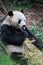 Giant panda having lunch bamboo