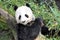 Giant panda having lunch at San Diego zoo