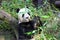 Giant panda having lunch at San Diego zoo