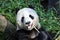 Giant panda having lunch at San Diego zoo