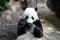 Giant panda having lunch at San Diego zoo