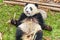 Giant panda holding bamboo and looking at the camera