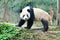 Giant Panda Look Back Pose, Chengdu, Szechuan, China