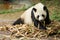 The giant panda looking bamboo