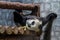 A giant panda lying on wooden construction of aviary and playing it selves. Cute animals of China.