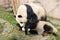 Giant Panda Mother & cub Playing, Chengdu, China