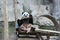 Giant Panda, named Chuang Chuang, in Chiangmai Zoo, Thailand
