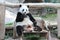 Giant Panda, named Lin Hui, in Chiangmai Zoo, Thailand