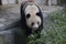 Giant Panda,Panda Valley, China