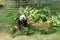 Giant Panda Pavilion Coloane Macau Taipa Green Nature Chinese Pandas Macao Animals Zoo Bamboo Jungle Feeding Meal Lunch Break