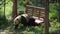 Giant panda playing in the zoo