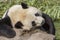 Giant Panda Relaxing on a rock