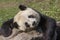 Giant Panda Relaxing on a rock