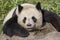 Giant Panda Relaxing on a rock