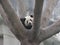 Giant panda resting on tree