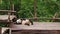 A giant panda scratches its belly while sleeping on a wooden platform in China.