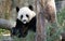 Giant Panda in Seven Stars Park Guilin