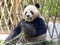 Giant panda at Shanghai wild animal park