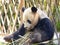 Giant panda at Shanghai wild animal park