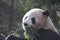 Giant Panda , Shuang Hao, in Hangzhou, China
