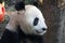 Giant Panda , Shuang Hao, in Hangzhou, China