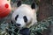 Giant Panda , Shuang Hao, in Hangzhou, China