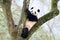 Giant Panda Sitting in Tree, China
