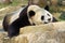A Giant Panda is sleeping on the rock
