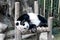 Giant Panda sleeping on wooden platform at the zoo