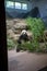 Giant panda at Smithsonian National Zoological Park in Washington DC
