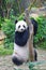 Giant panda standing eating after reaching out for the carrot