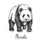 Giant panda standing, hand drawn doodle sketch with inscription