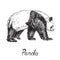 Giant panda standing, hand drawn doodle sketch with inscription