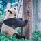 Giant Panda stands by the tree.