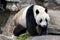 A Giant Panda takes a stroll in its enclosure at the Adelaide Zoo in South Australia in Australia.