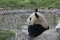 Giant panda taking a bath in a pool