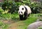 A Giant Panda walking around, Chengdu, China