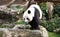 A Giant Panda walking around, Hong Kong, China