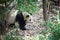 Giant panda walking in the forest