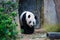 Giant panda walking among green plants