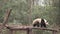 Giant panda is walking on a stick and takes a nape at the end of iit