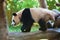 Giant panda walking on trunk