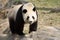 Giant Panda walks on a rock