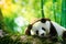 Giant panda wearing a bamboo hat resting in a tree eating bamboo shoots