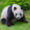 Giant panda, young bear panda