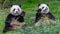 Giant pandas, bear pandas